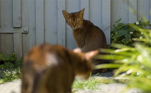 Bild - 2 katter interagerar i trädgården